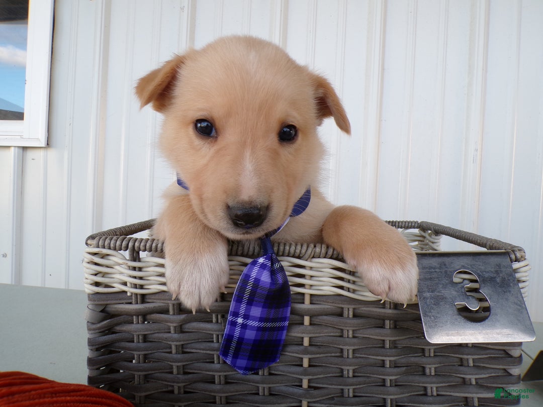 Border Collie dogs for sale: Border Collie Puppy 3 Roscoe - Ad 2