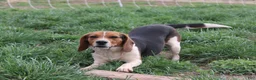 Beagle dogs for sale: Vinson - Ad 5