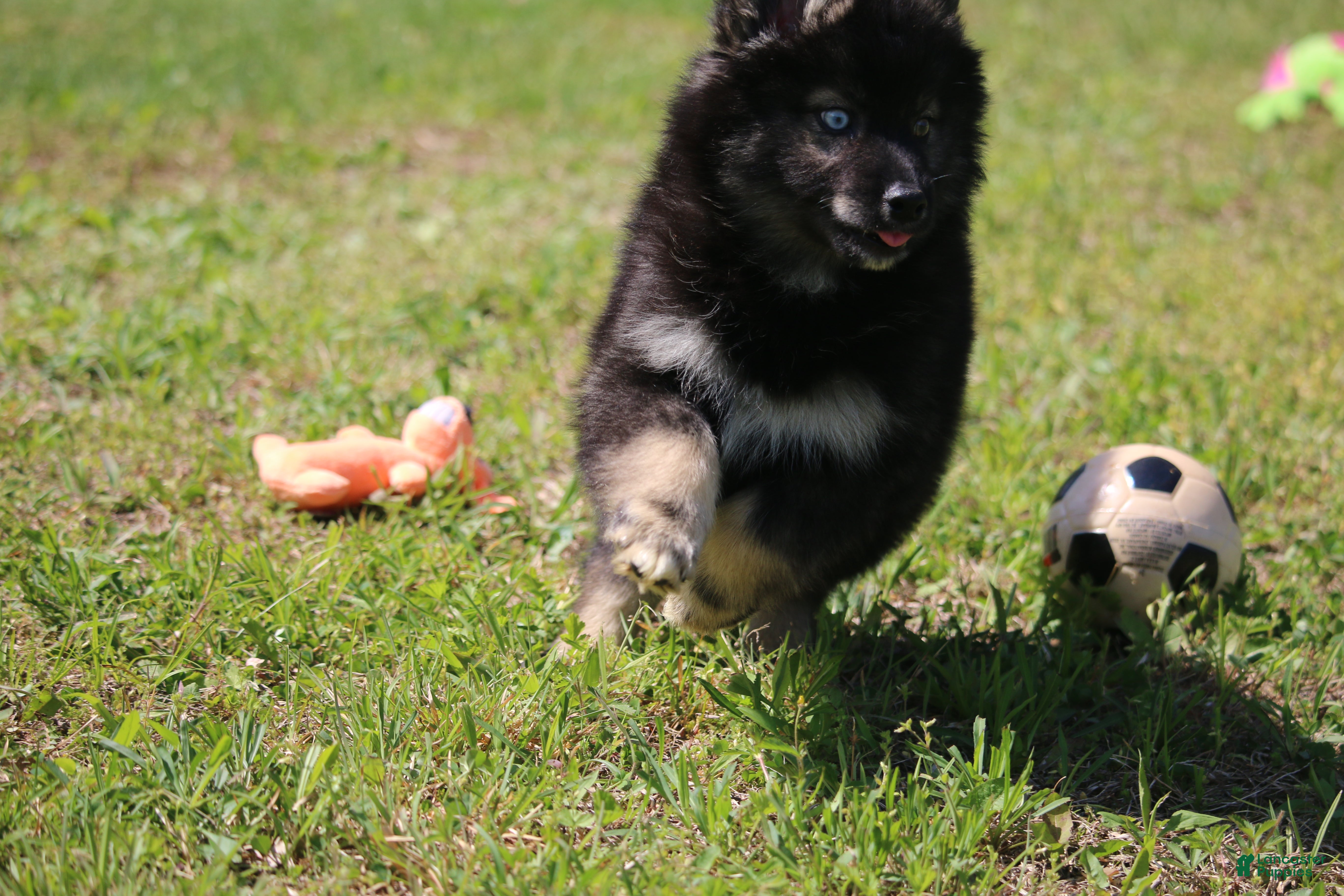 Pomsky dogs Chuckles  - Ad 2