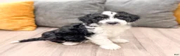 Aussiedoodle dogs for sale: Rover - Ad 3