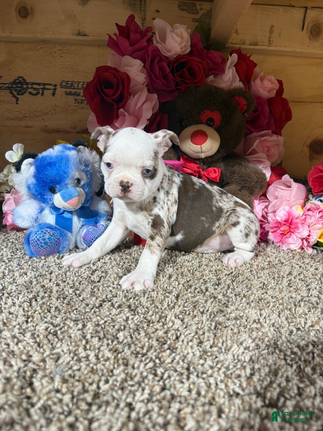 Boston Terrier dogs for sale: Boston Terrier Puppy 1 - Ad 2