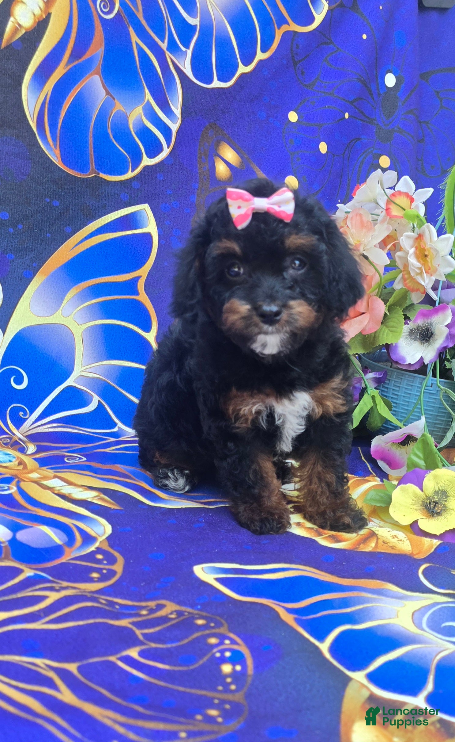 Cavapoo dogs Eclair - Ad 14