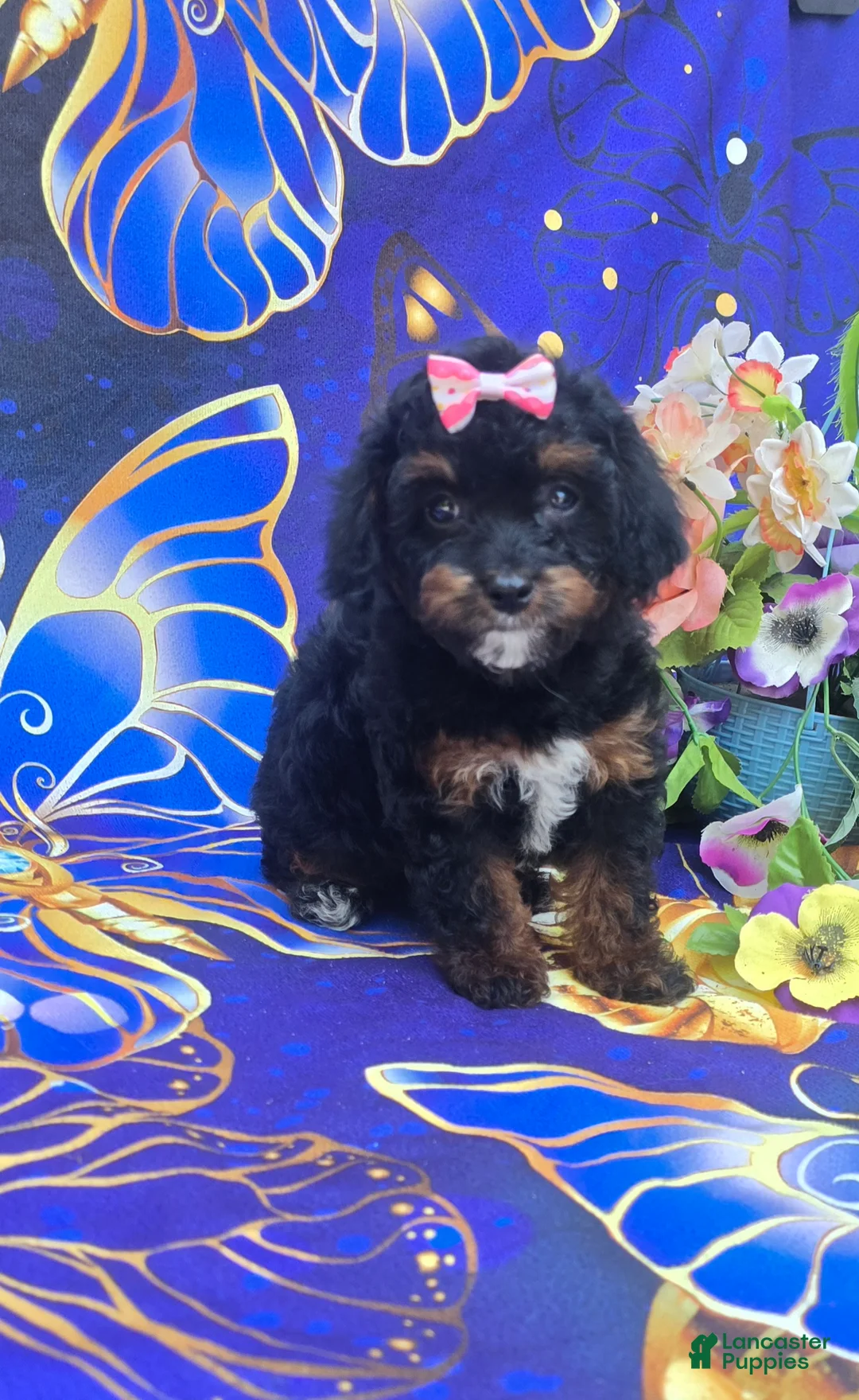 Cavapoo dogs for sale: Eclair - Ad 1