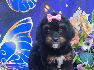 Cavapoo dogs Eclair - Ad 5