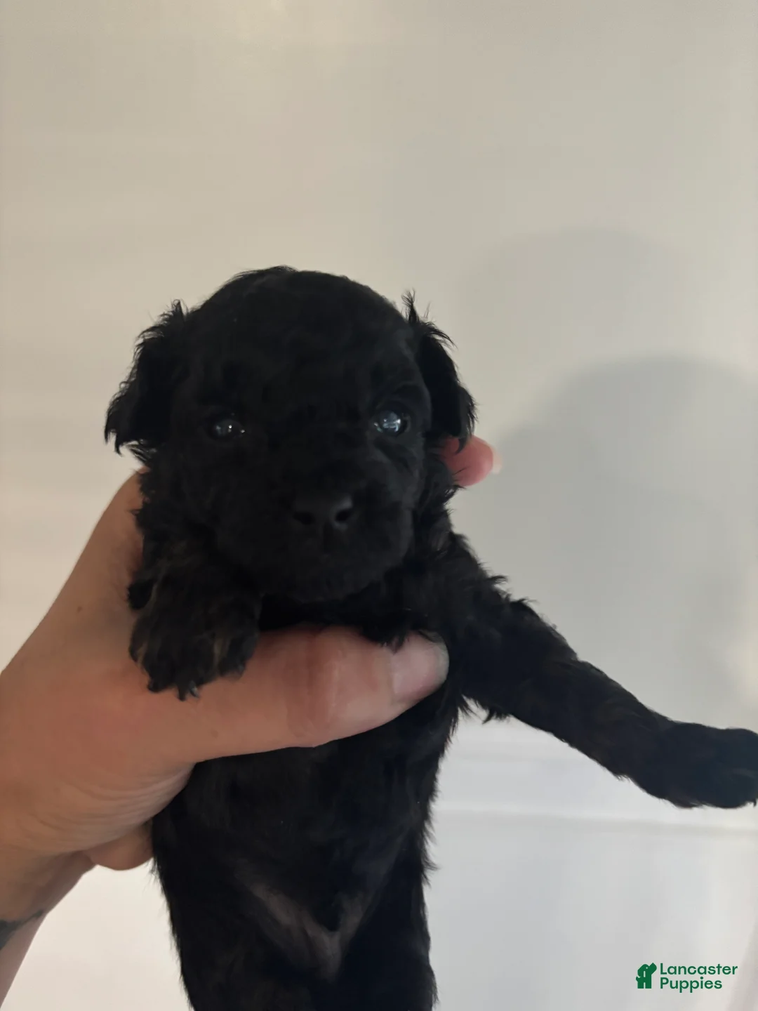 Cavapoo dogs for sale: CJ - Ad 1