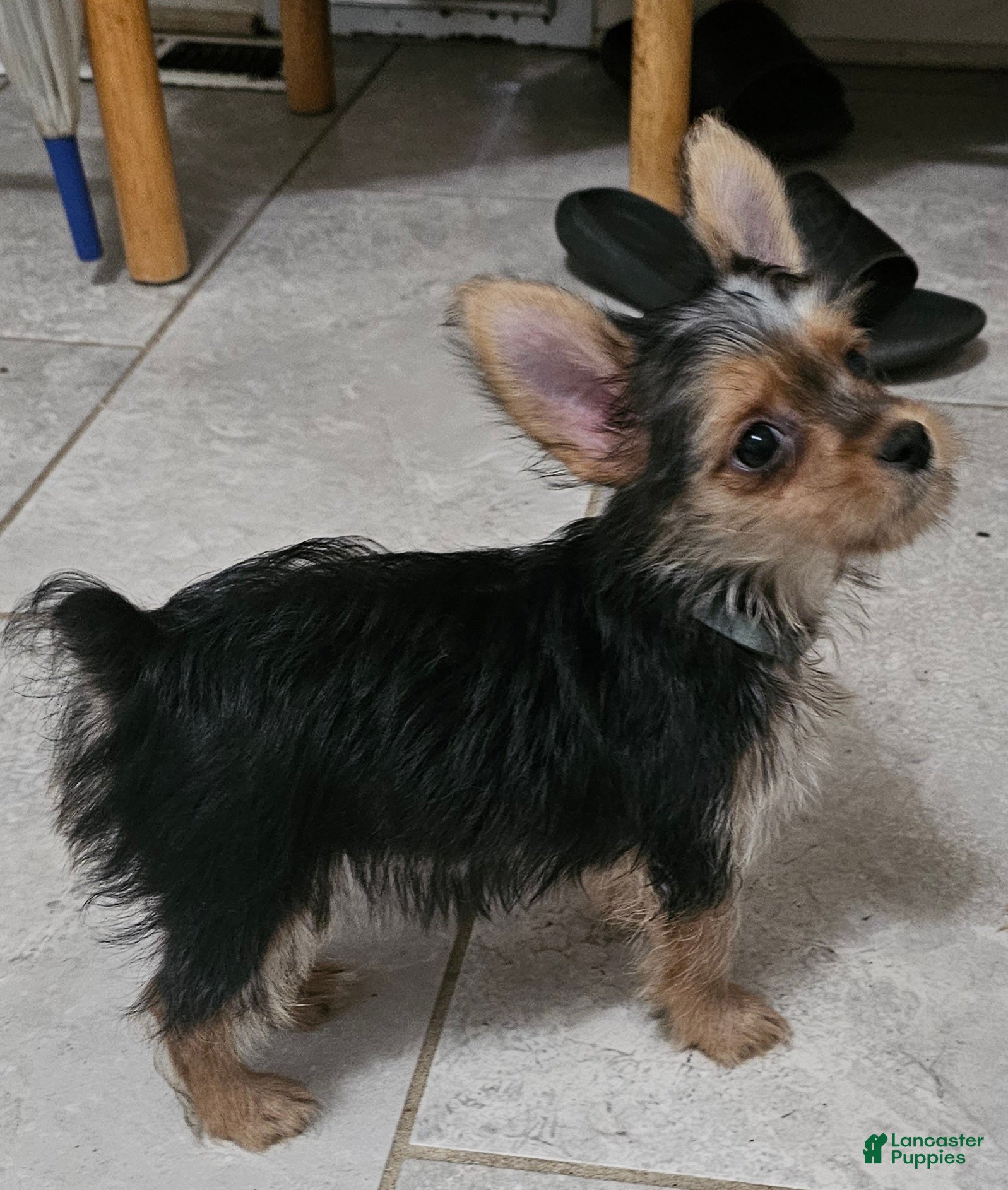 Yorkshire Terrier dogs Mouse CKC - Ad 1