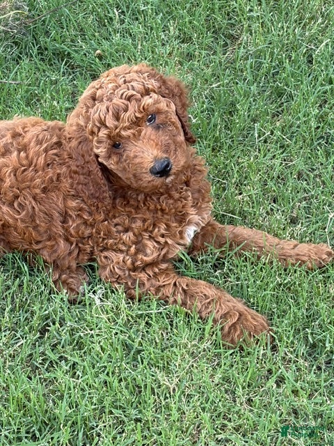 Standard Poodle dogs Puppy 2 - Ad 2