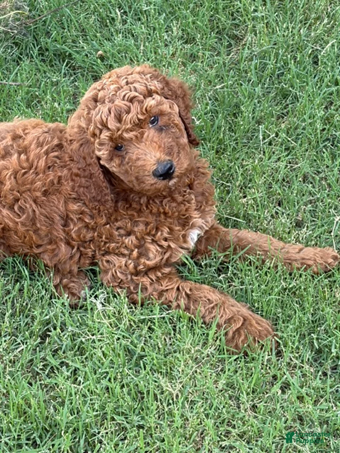 Standard Poodle dogs for sale: Puppy 2 - Ad 2