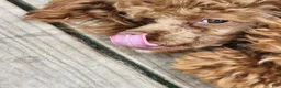 Toy Poodle dogs for stud: Moose - Ad 6