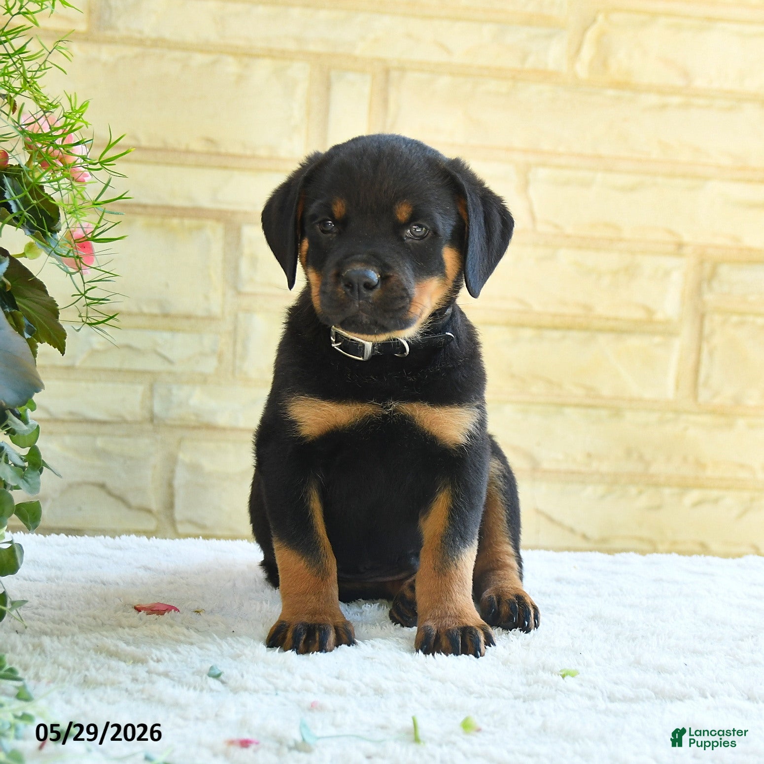 Rottweiler dogs Lavern - Ad 1