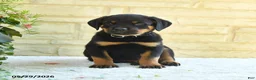 Rottweiler dogs for sale: Lavern - Ad 1