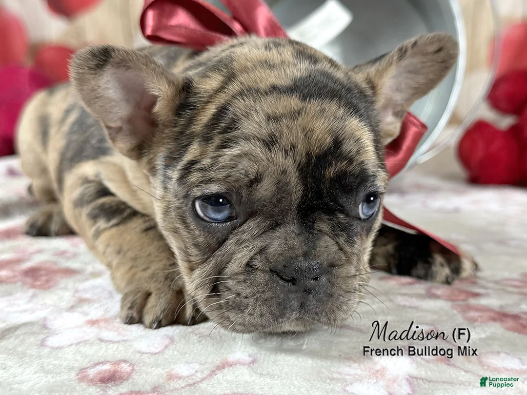 Mixed Breed dogs for sale: Madison - Ad 2