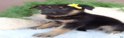 German Shepherd dogs for sale: Nova - Ad 4