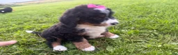 Bernedoodle dogs for sale: Stormy - Ad 16