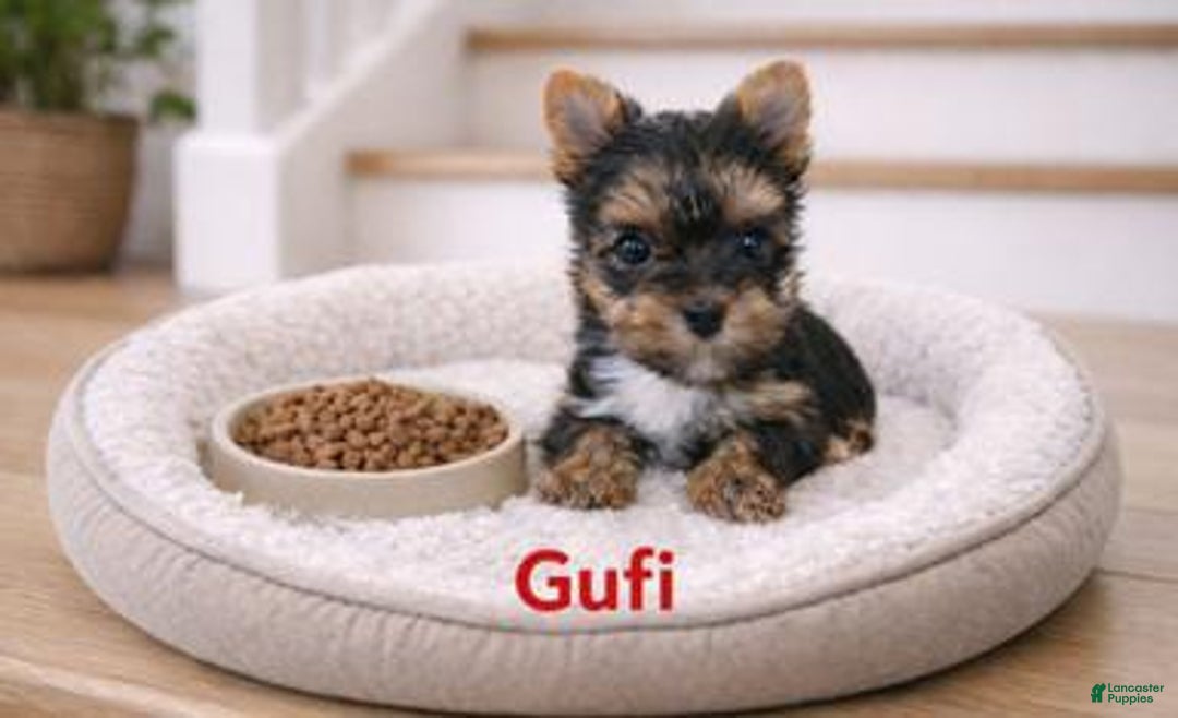 Yorkshire Terrier dogs for sale: Gufi - Ad 1