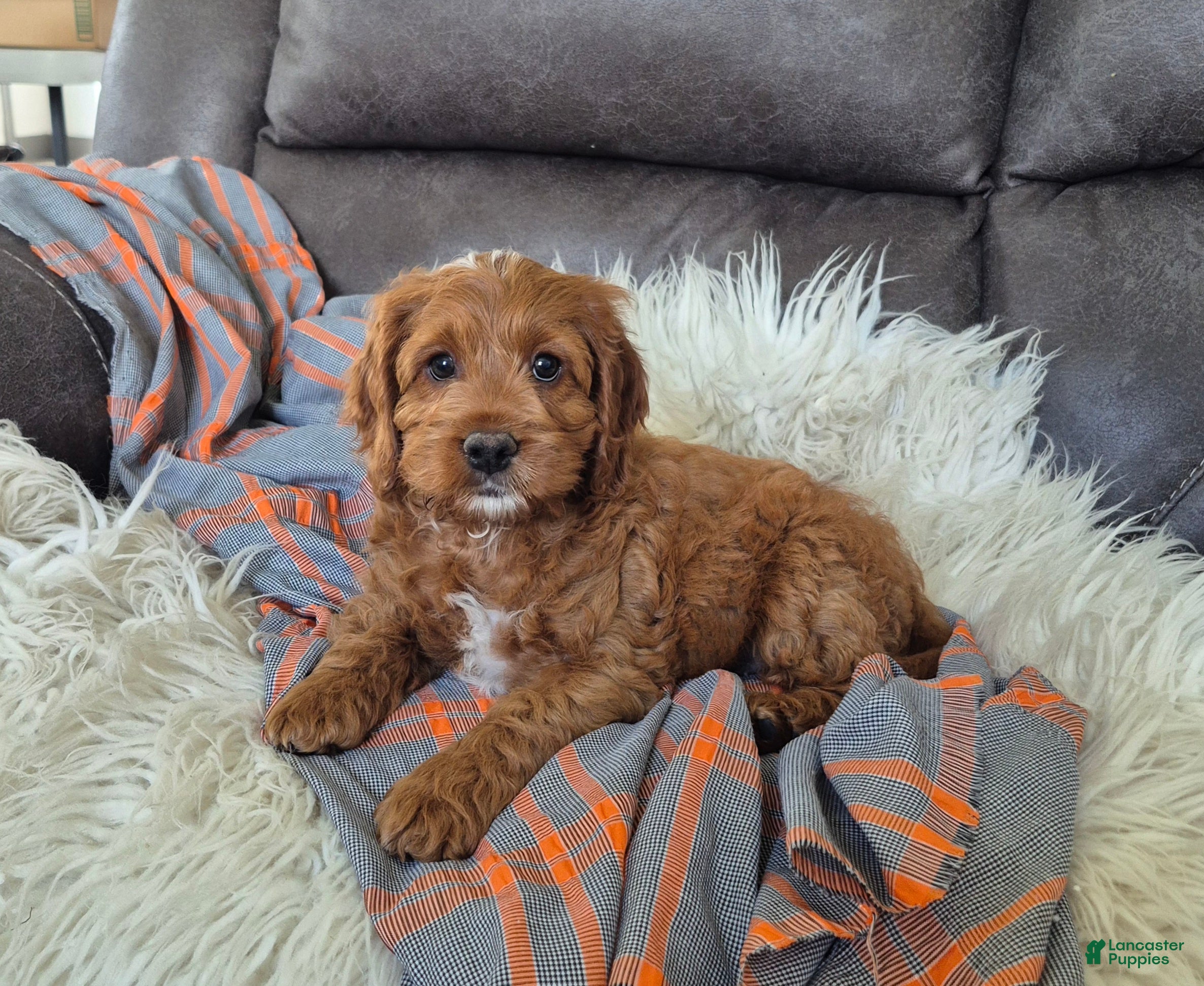 Cockapoo dogs Rusty - Ad 1