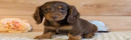 Miniature Dachshund dogs for sale: Hunter - Ad 3