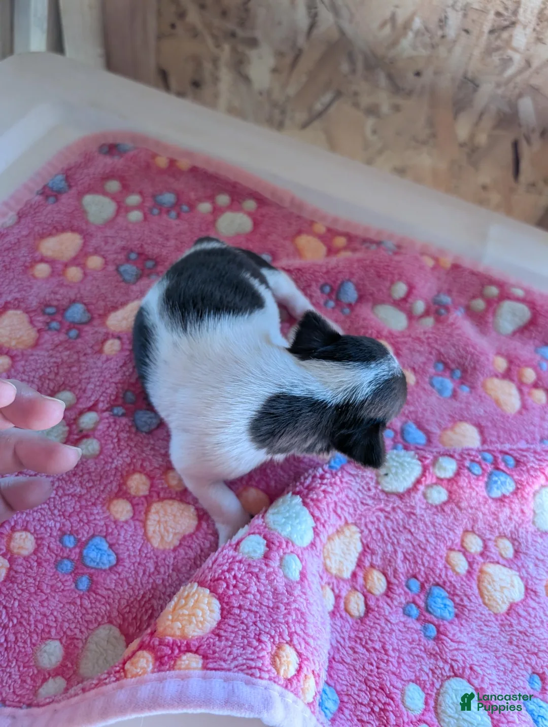 Chihuahua dogs for sale: Millie - Ad 2