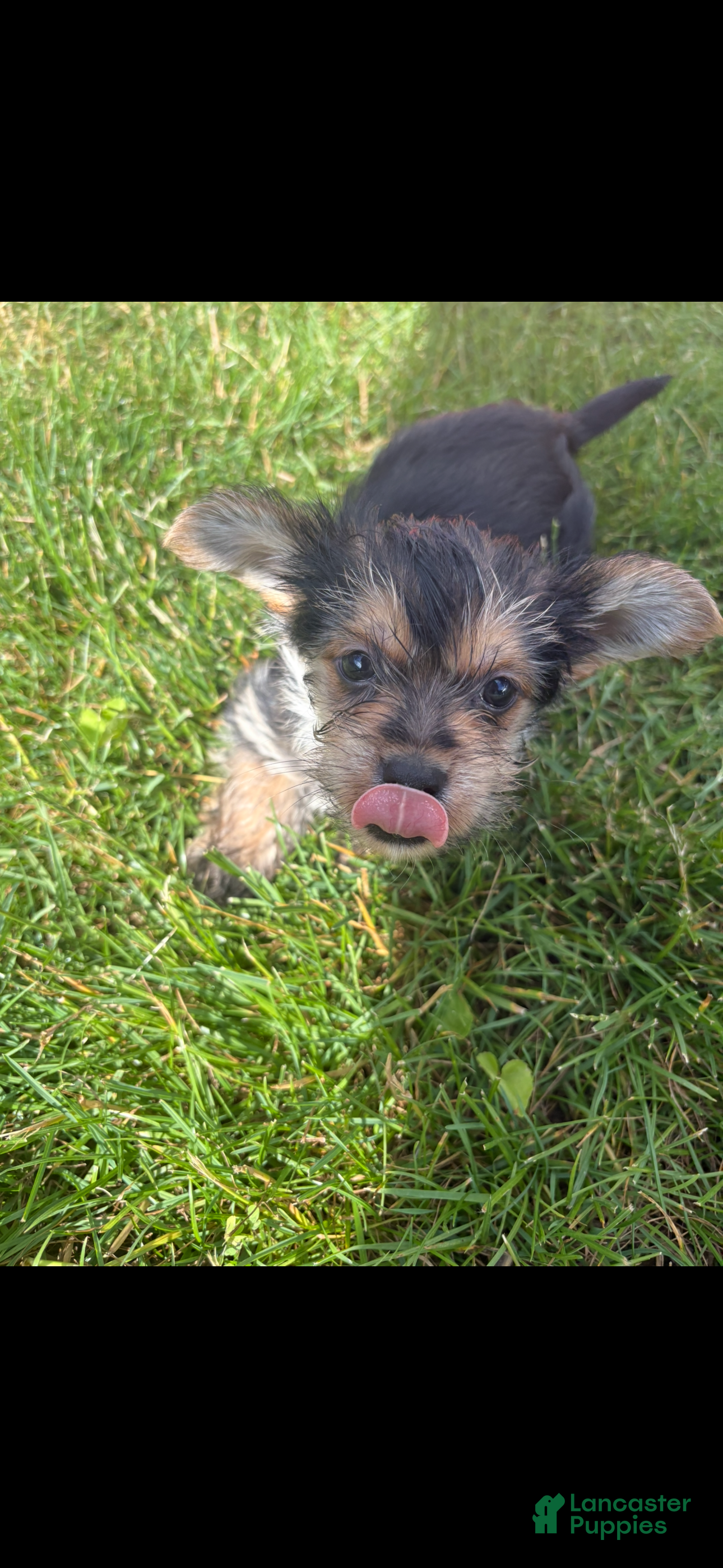 Yorkshire Terrier dogs Yorkshire Terrier 1 - Ad 1