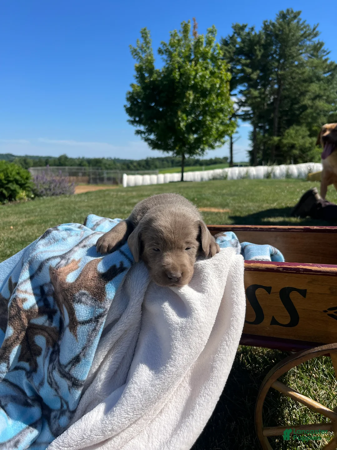 Labrador Retriever dogs for sale: THEA❤️AKC Hip Cert - Ad 2