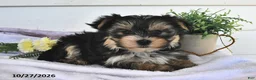 Morkie dogs for sale: Macey  - Ad 2