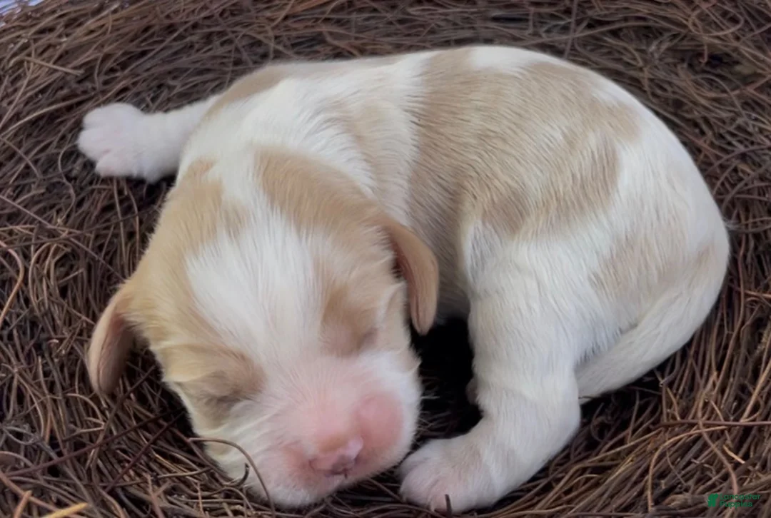 Mixed Breed dogs for sale: Maël - Ad 1
