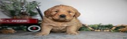 Golden Retriever dogs for sale: Frida - Ad 1