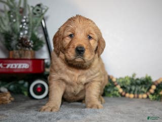 Golden Retriever dogs Frida - Ad 23