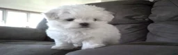 Maltese dogs for sale: Brent - Ad 5