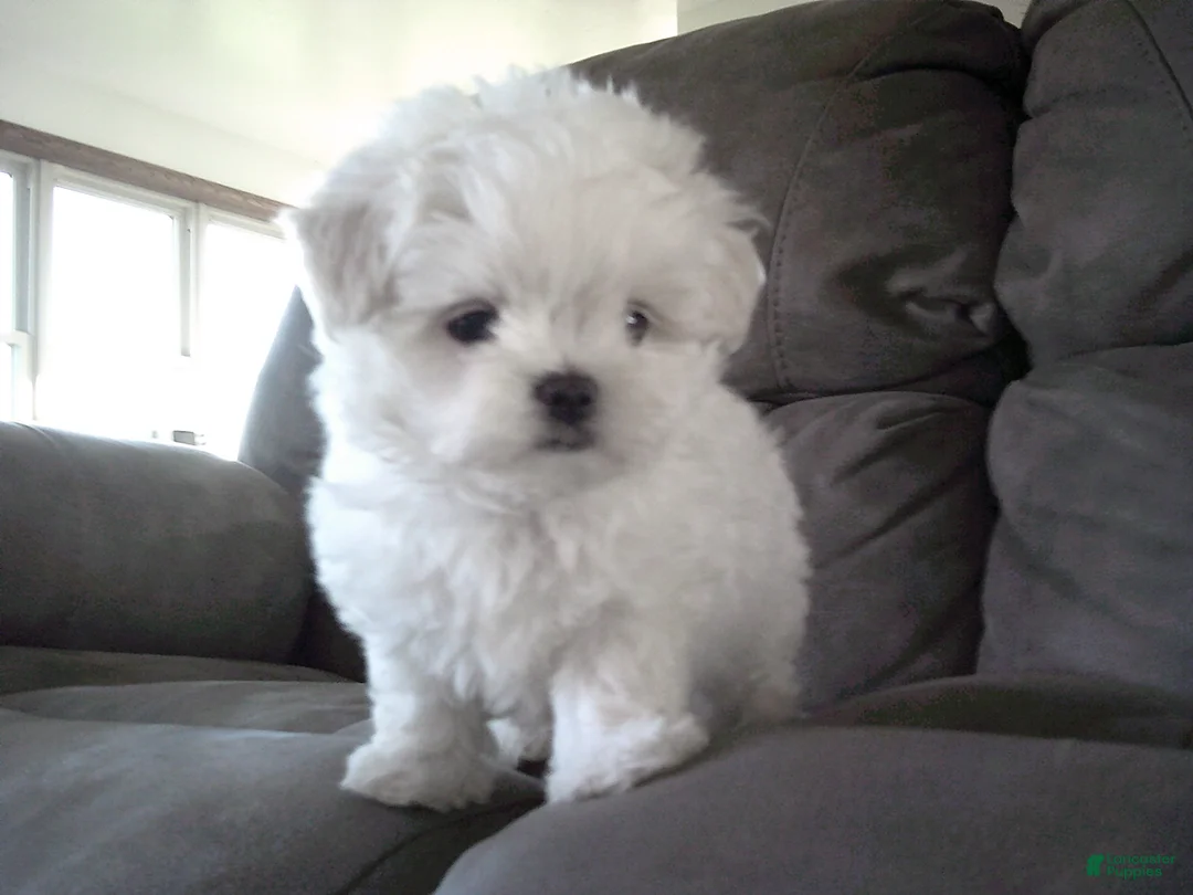 Maltese dogs for sale: Brent - Ad 5