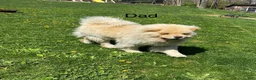 Chow Chow dogs for sale: Sunshine - Ad 10