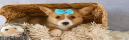 Welsh Corgi Pembroke dogs for sale: Yack 🐶  - Ad 13