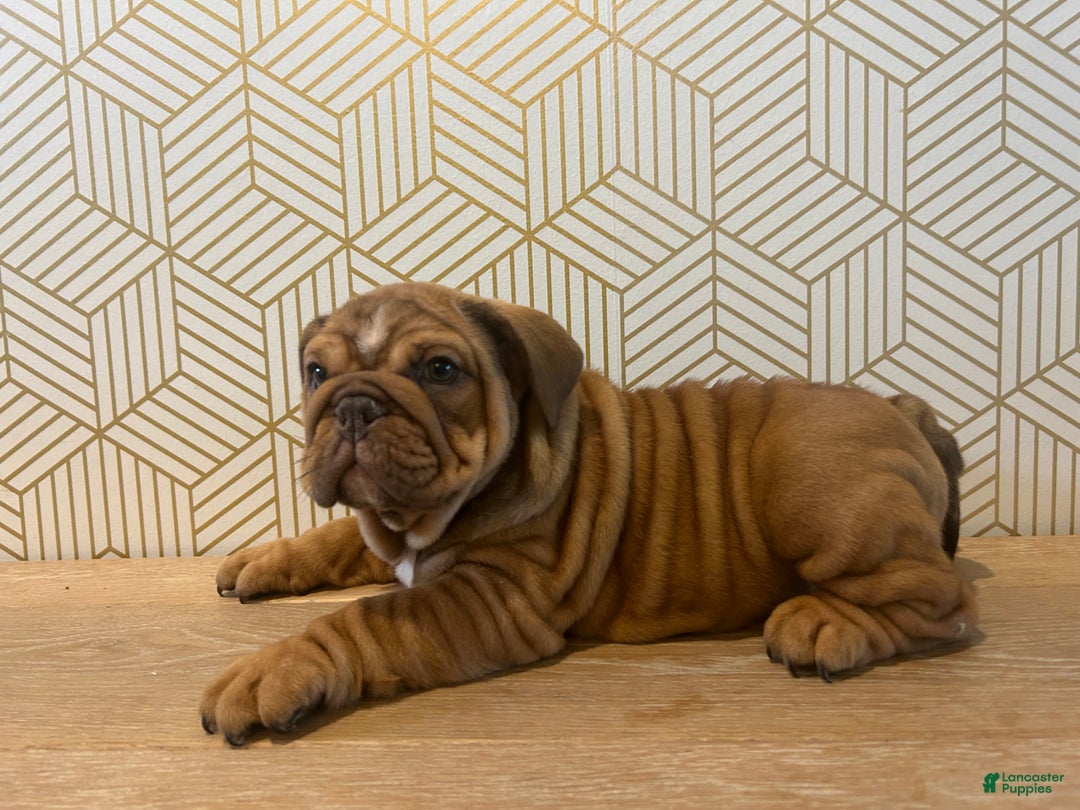 English Bulldog dogs for sale: Hazel - Ad 4