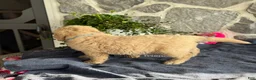 Goldendoodle dogs for sale: Nico - Ad 2