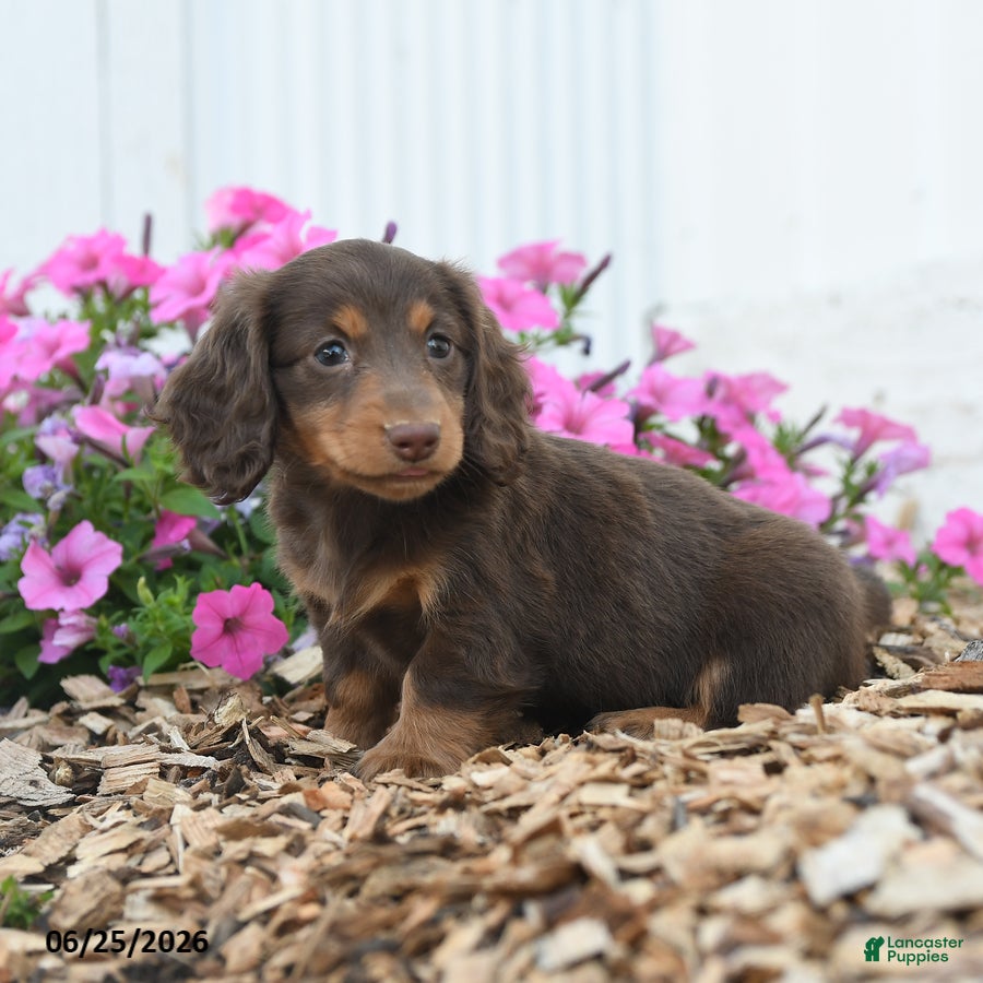 Miniature Dachshund dogs Ronald - Ad 1
