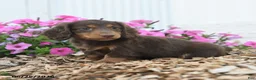 Miniature Dachshund dogs for sale: Ronald - Ad 1
