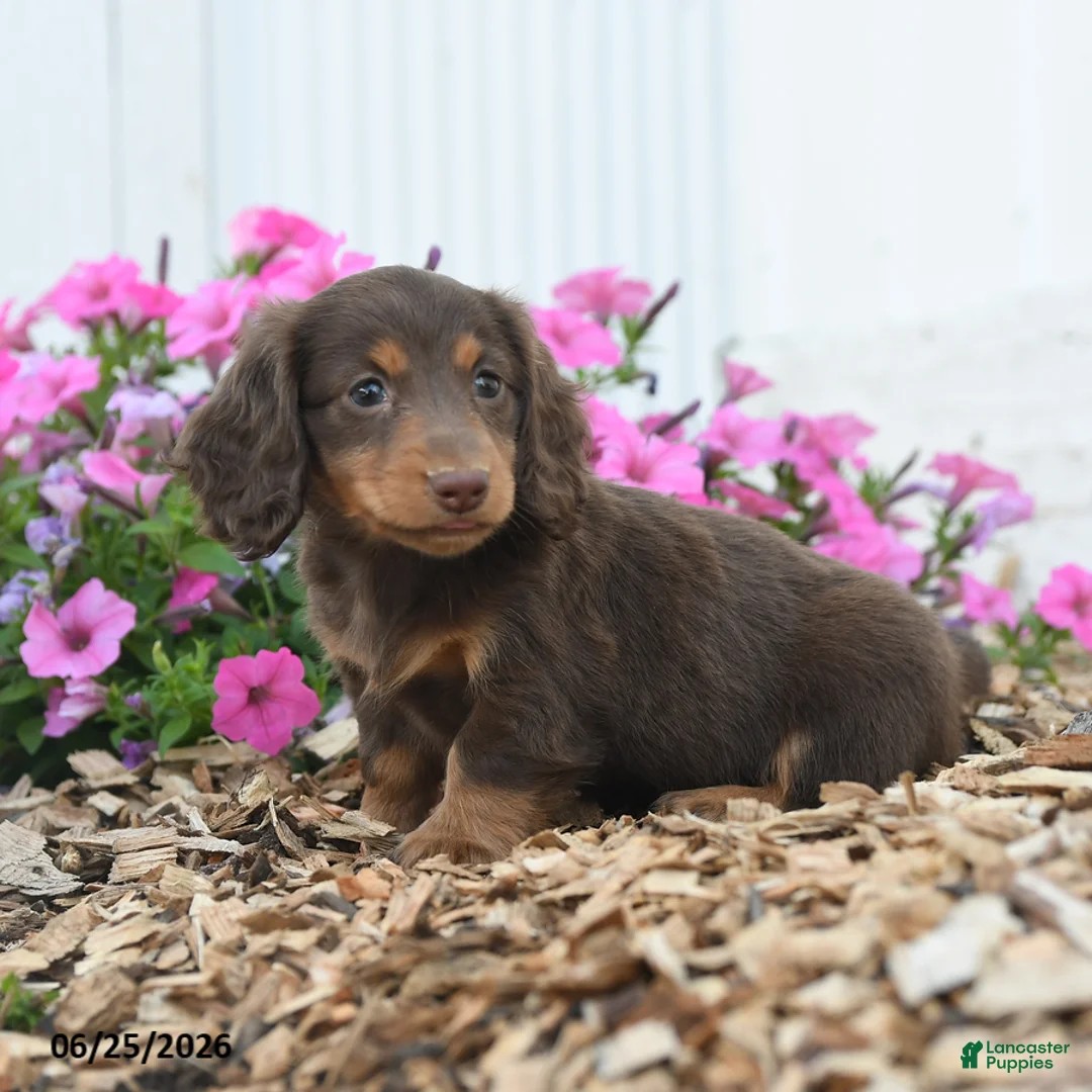 Miniature Dachshund dogs for sale: Ronald - Ad 1