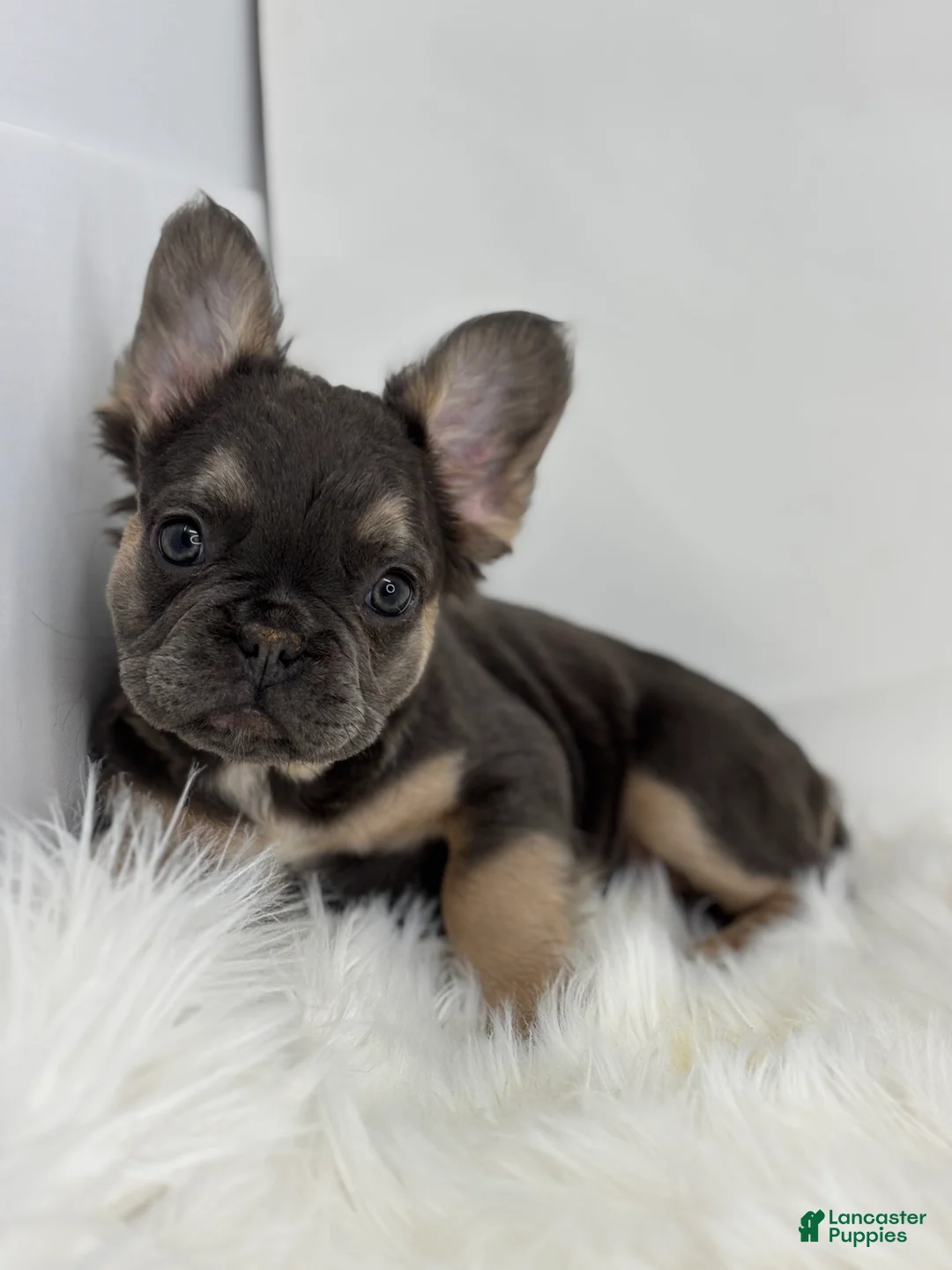 French Bulldog dogs for sale: Piper - Ad 3