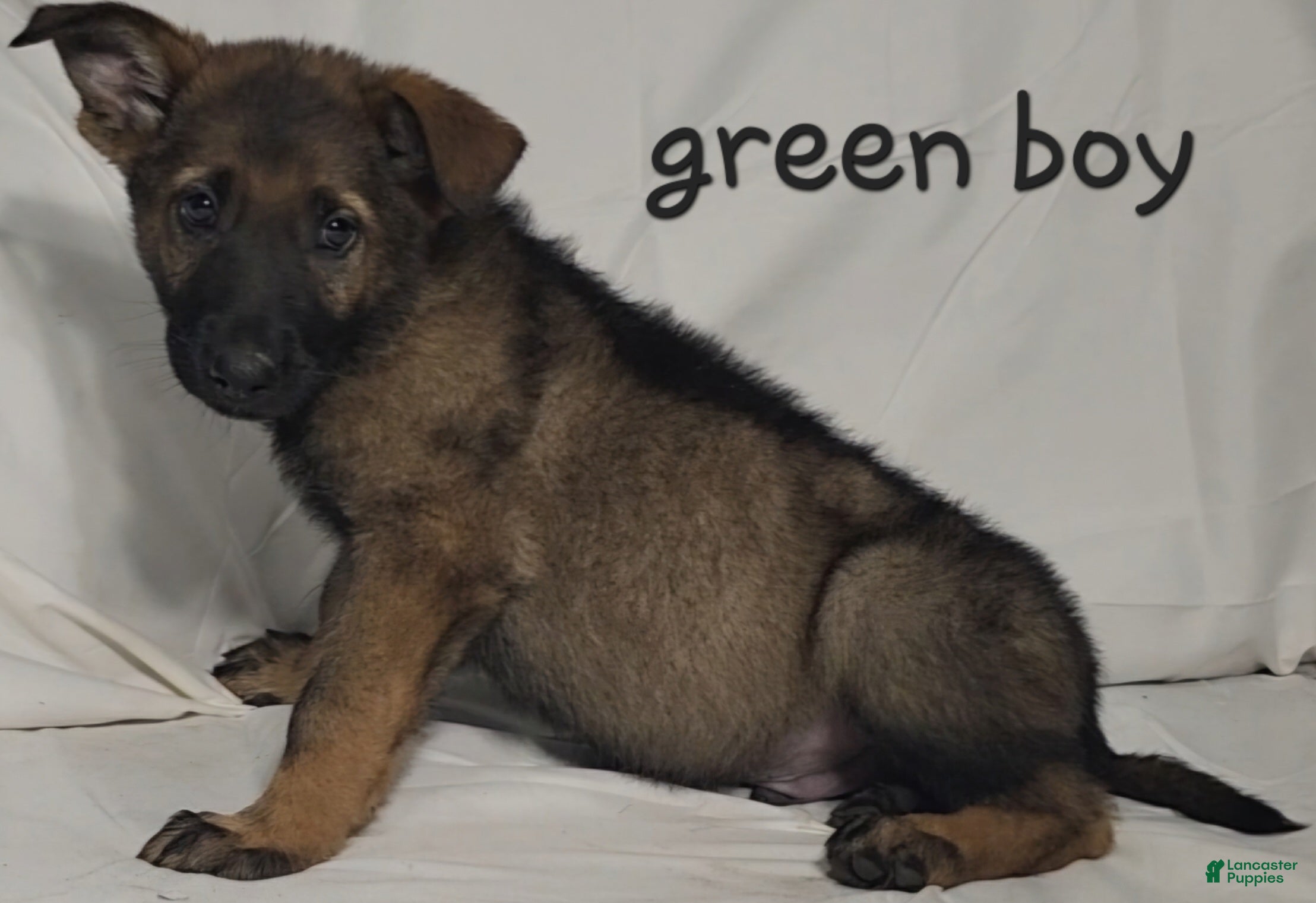 German Shepherd dogs Green Boy - Ad 36