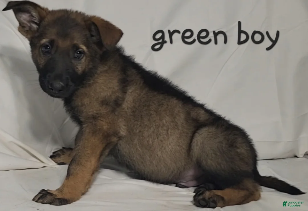 German Shepherd dogs for sale: Green Boy - Ad 1