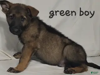 German Shepherd dogs Green Boy - Ad 36