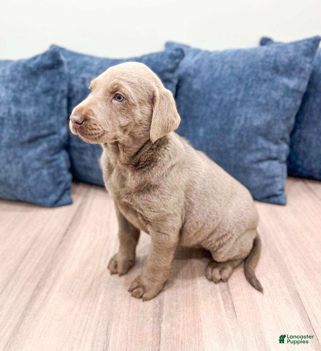 Labrador Retriever dogs for sale: Athena - Ad 4