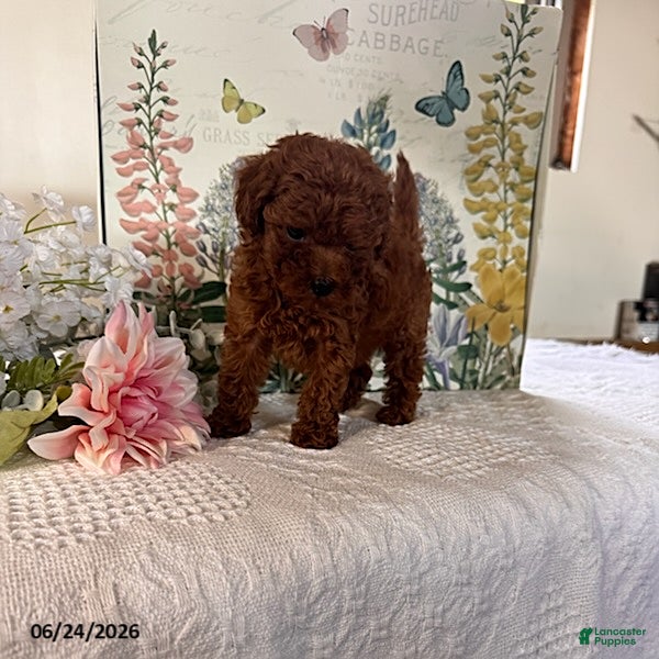Miniature Poodle dogs Dixie - Ad 2