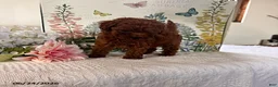 Miniature Poodle dogs for sale: Dixie - Ad 2