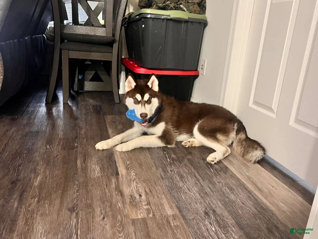 Siberian Husky dogs for stud: OSO (Siberian husky) - Ad 1