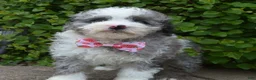 Miniature Poodle dogs for sale: Mini Paisley - Ad 3