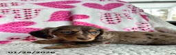 Miniature Dachshund dogs for sale: Sweet Rose - Ad 5