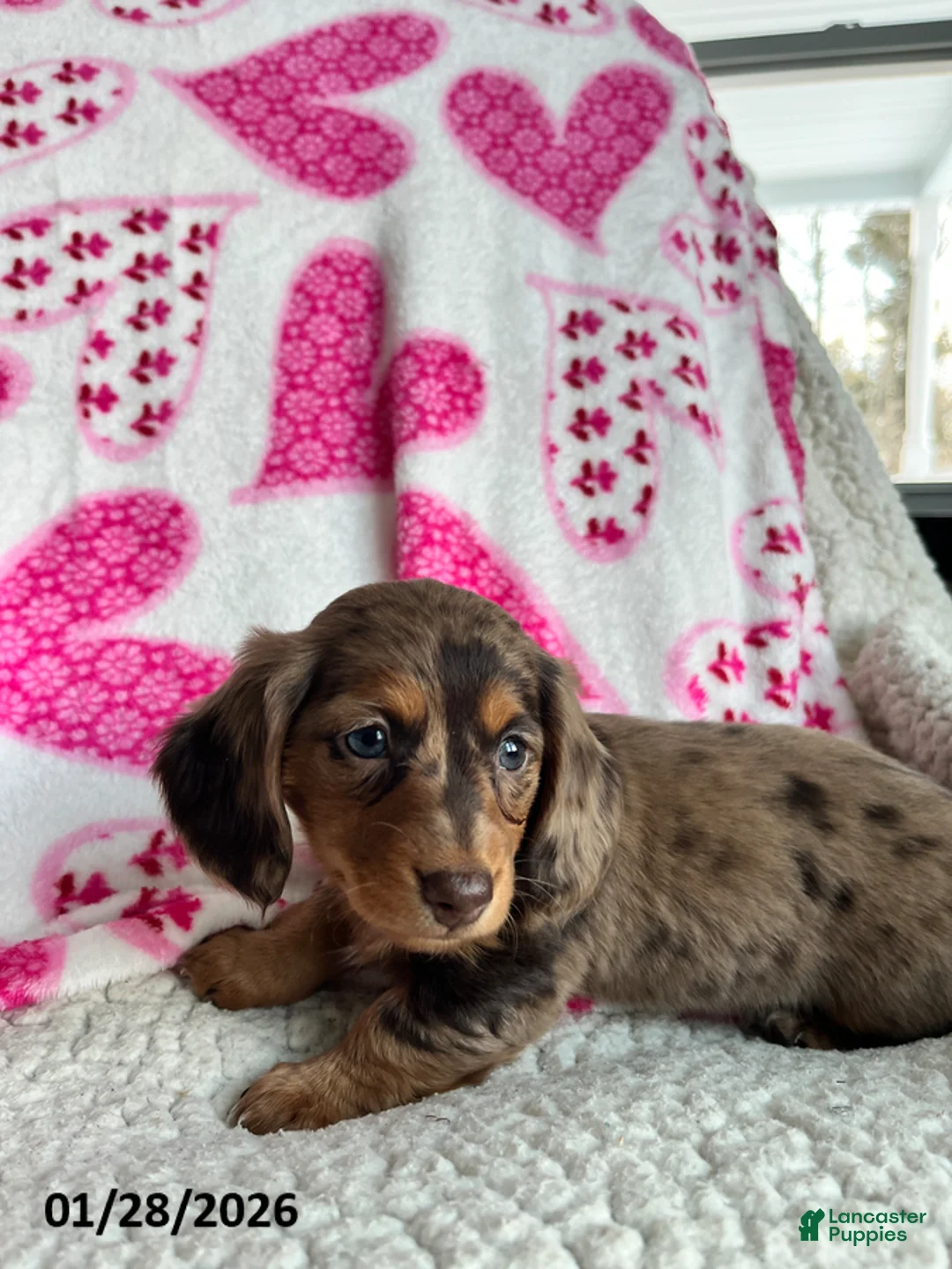 Miniature Dachshund dogs for sale: Sweet Rose - Ad 5