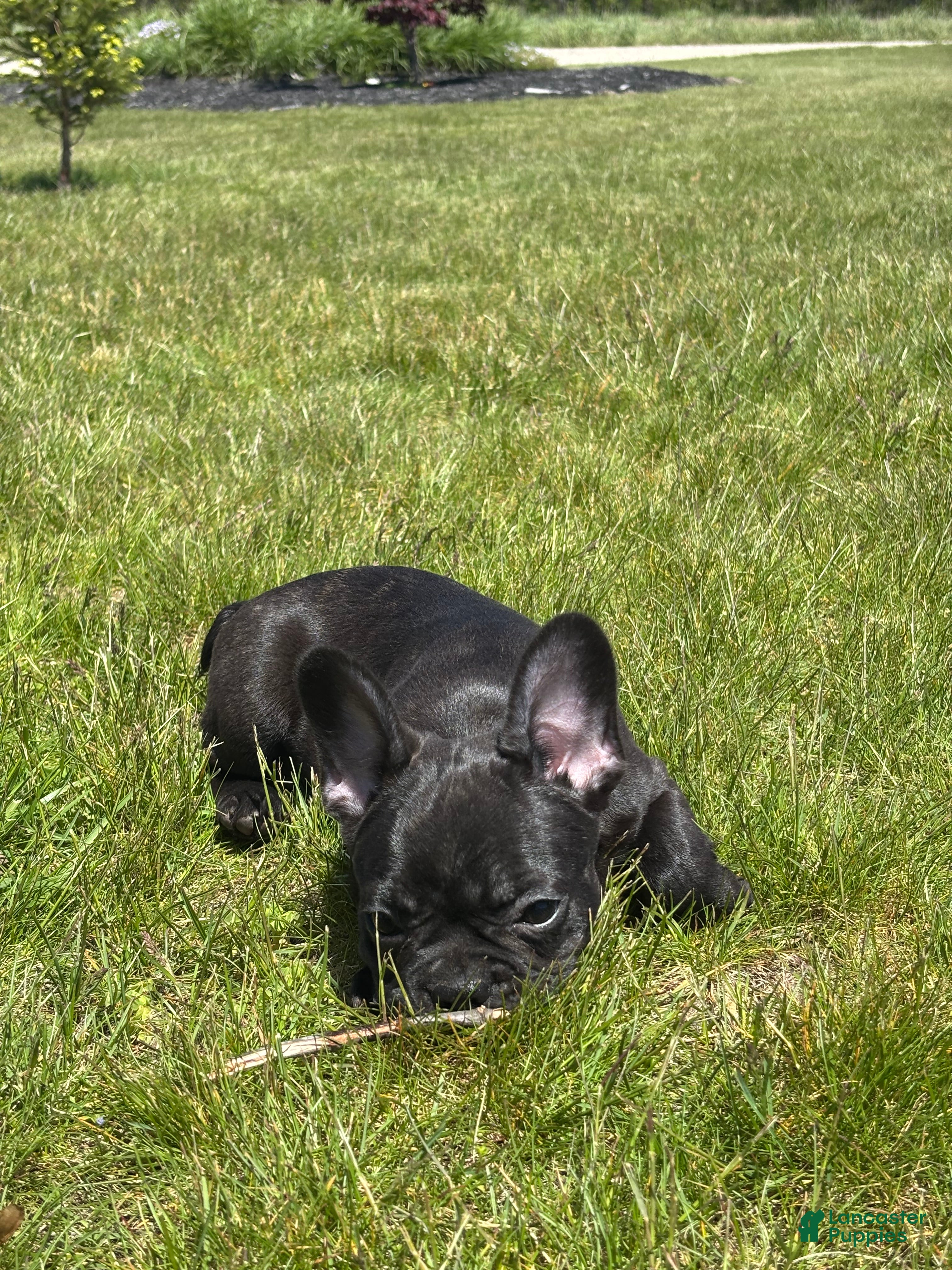 French Bulldog dogs Happy - Ad 2
