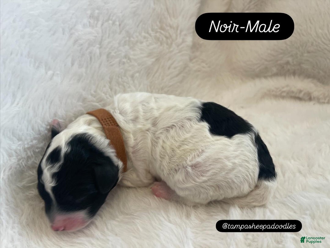 Mini Sheepadoodle dogs for sale: Dark green-Noir - Ad 2